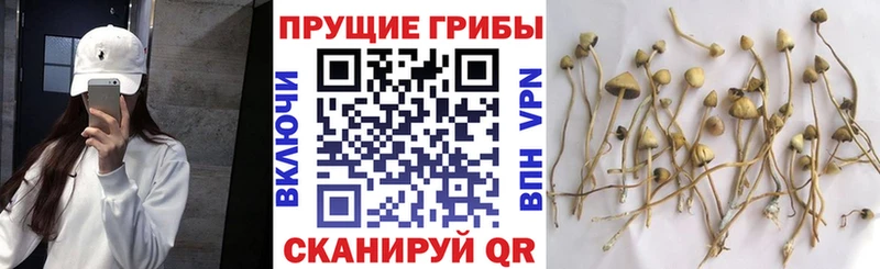 Галлюциногенные грибы Psilocybe  Купить  Тарко-Сале 